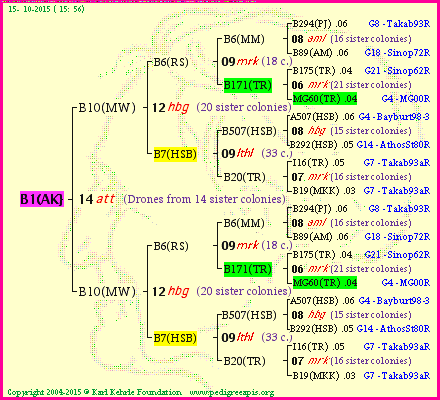 Pedigree of B1(AK} :
four generations presented